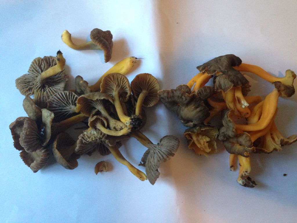 cantharellus lutescens e tubaeformis
